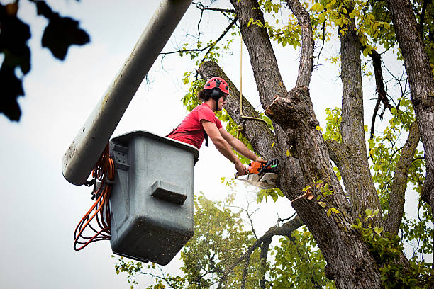 How Our Tree Care Process Works  in  Wollochet, WA